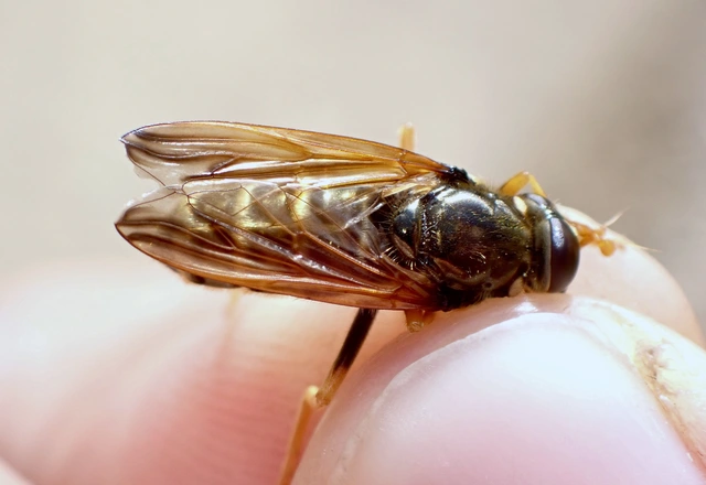 Caliprobola speciosa - pompáslégy