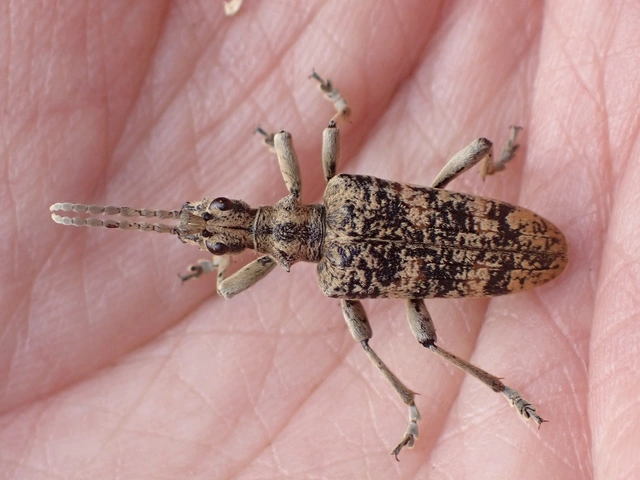 Rhagium sycophanta - tölgyes-tövisescincér