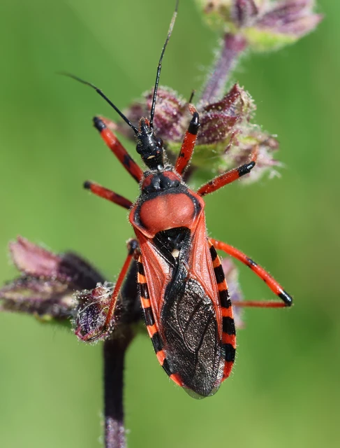 Rhynocoris iracundus - közönséges gyilkospoloska