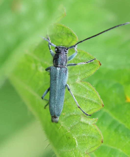 Phytoecia coerulescens - kígyósziszcincér