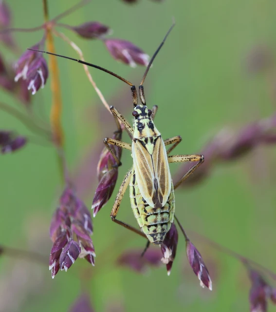 Leptopterna dolabrata - közönséges mezeipoloska