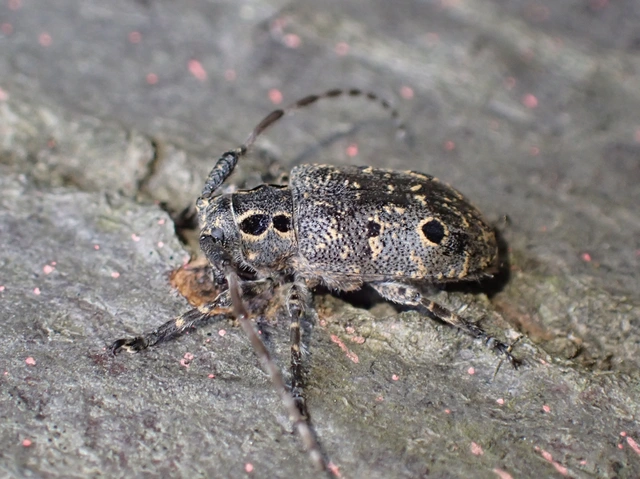 Mesosa curculionoides - szemfoltos cincér Mesosa curculionoides - szemfoltos cincér