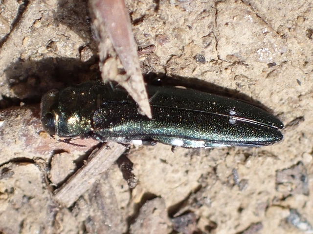 Agrilus biguttatus - kétpettyes karcsúdíszbogár