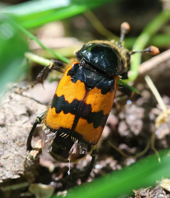 Nicrophorus vespillo - közönséges temetőbogár