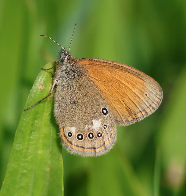 Coenonympha glycerion - közönséges szénalepke