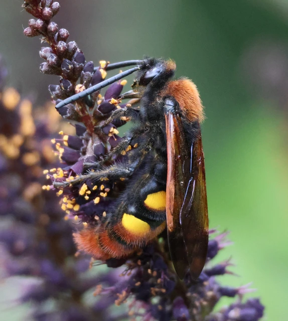 Megascolia maculata - óriás-tőrösdarázs