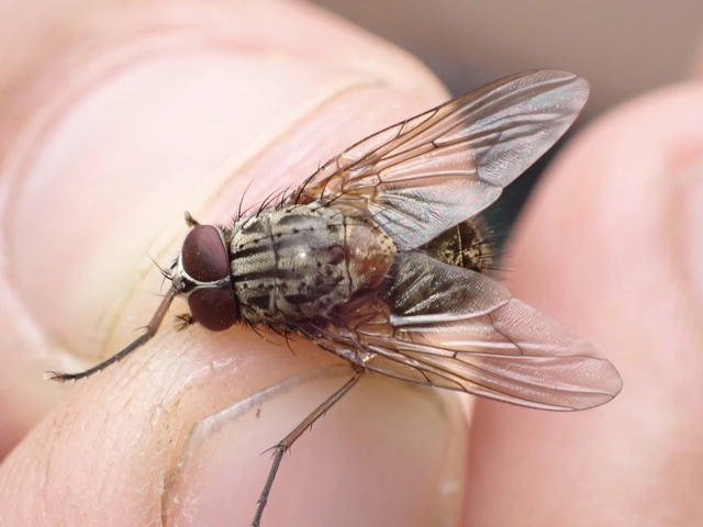 Phaoniinae