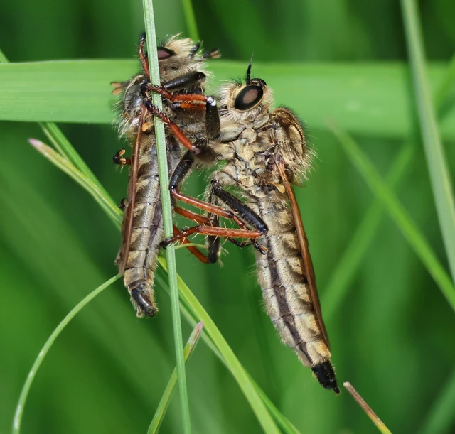 Echthistus rufinervis