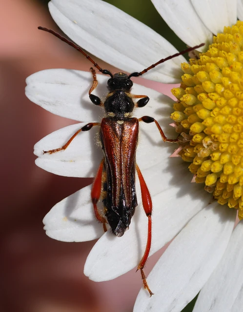 Stenopterus rufus - tarkacsápú keskenyfedőscincér