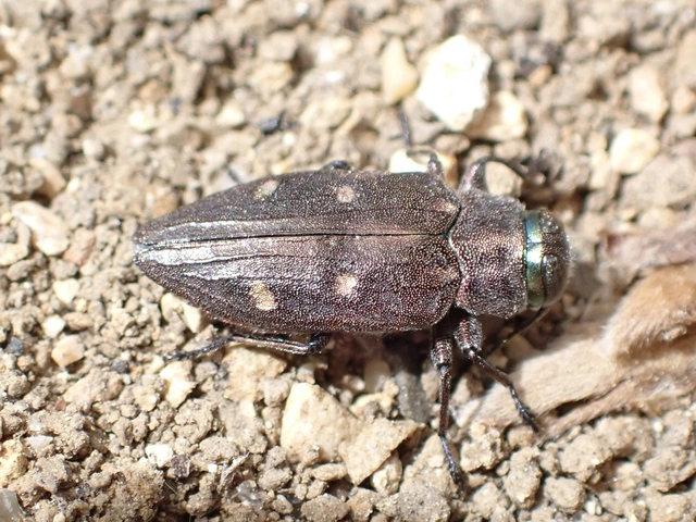 Chrysobothris affinis - aranypettyes díszbogár