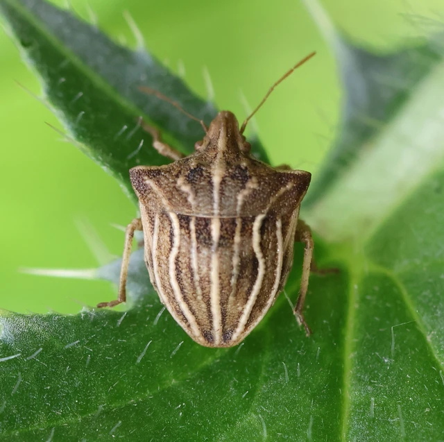 Ancyrosoma leucogrammes - vállas poloska