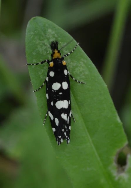 Euplocamus anthracinalis - fésűscsápú korhadékmoly