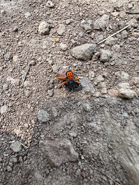 Eresus moravicus - sárgafejű bikapók Eresus moravicus - sárgafejű bikapók