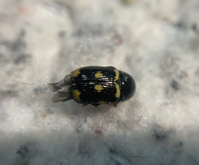Cryptocephalus anticus - réti zömökbogár