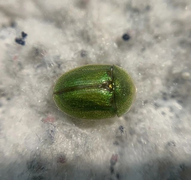 Cassida prasina - hagymazöld pajzsbogár Cassida prasina - hagymazöld pajzsbogár