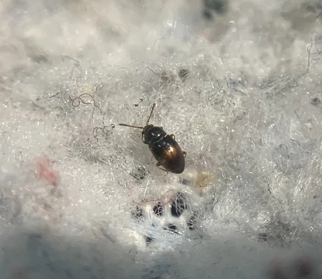 Atomaria gutta Atomaria gutta