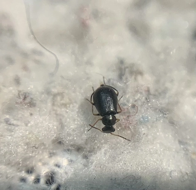 Hypebaeus flavipes - sárgalábú bibircsesbogár
