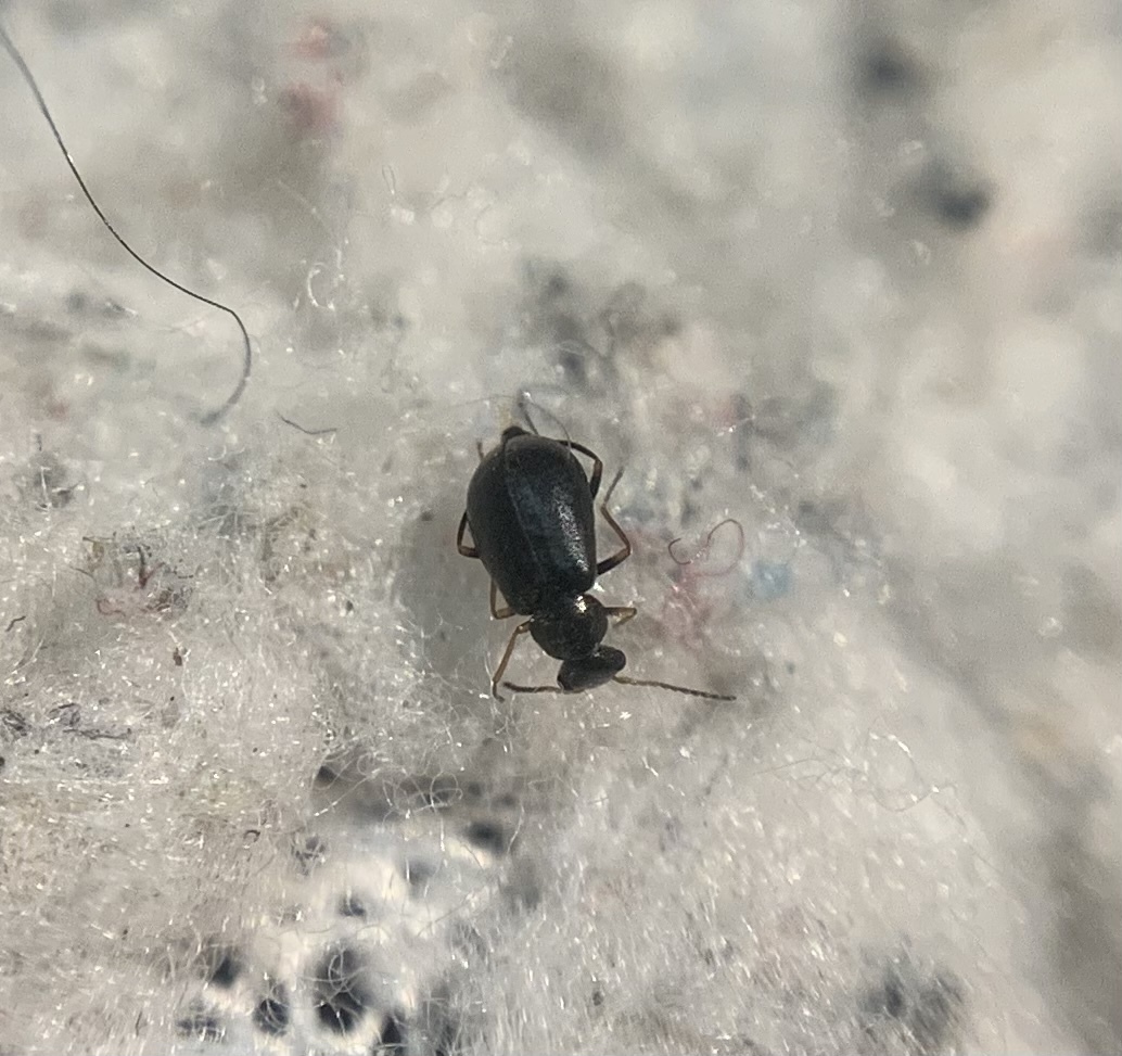 Hypebaeus flavipes - sárgalábú bibircsesbogár