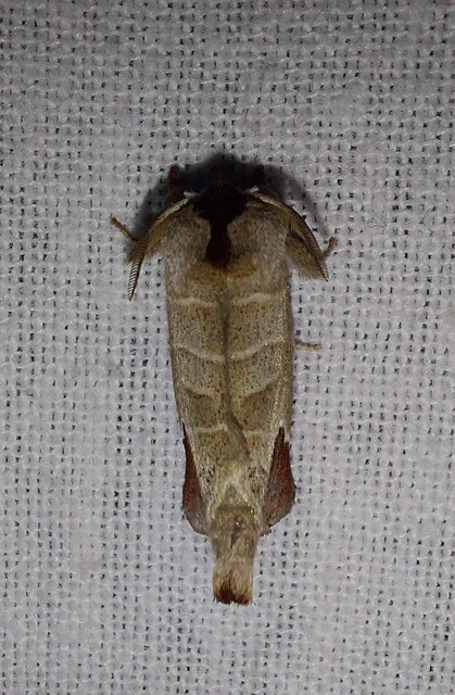 Clostera curtula - rövidszárnyú levélszövő Clostera curtula - rövidszárnyú levélszövő