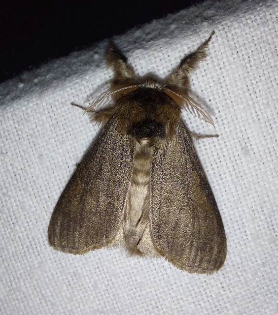 Calliteara pudibunda - hamvasszövő