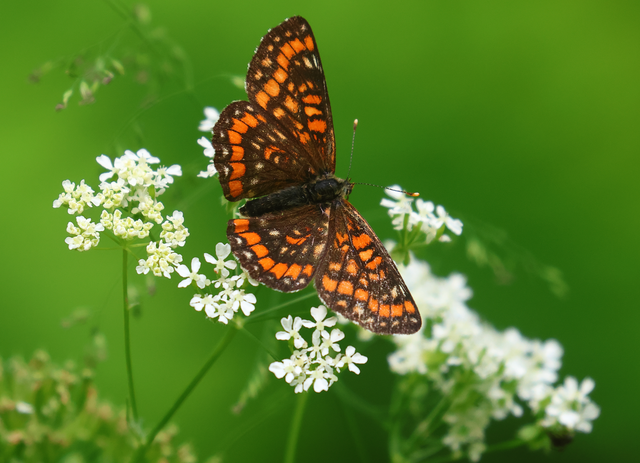 Euphydryas maturna - díszes tarkalepke