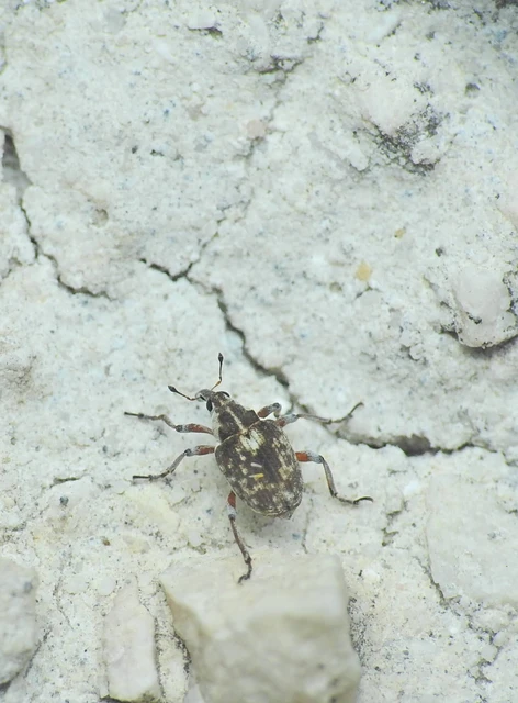 Phytobius leucogaster - süllőhínár-ormányos