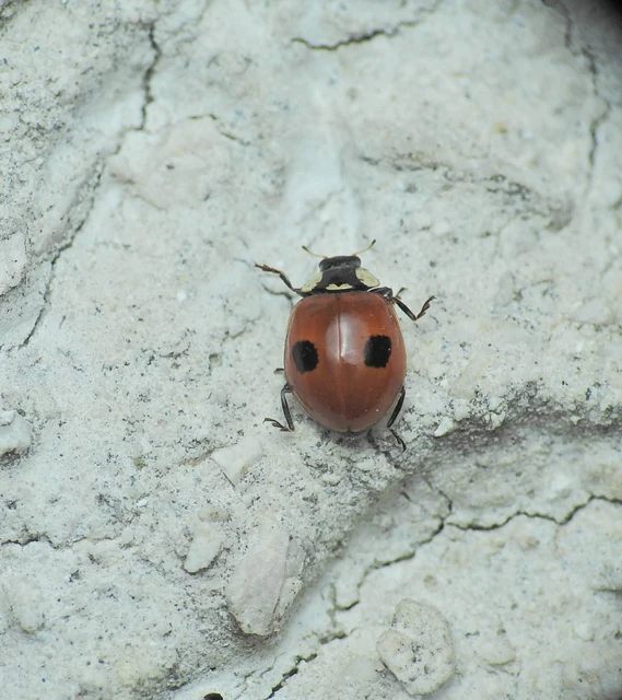 Adalia bipunctata - kétpettyes katica