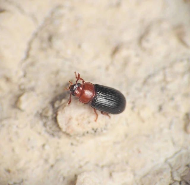 Neomida haemorrhoidalis