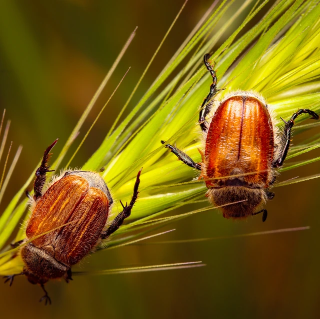 Chaetopteroplia segetum - rozsszipoly
