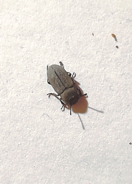 Gonocephalum granulatum pusillum