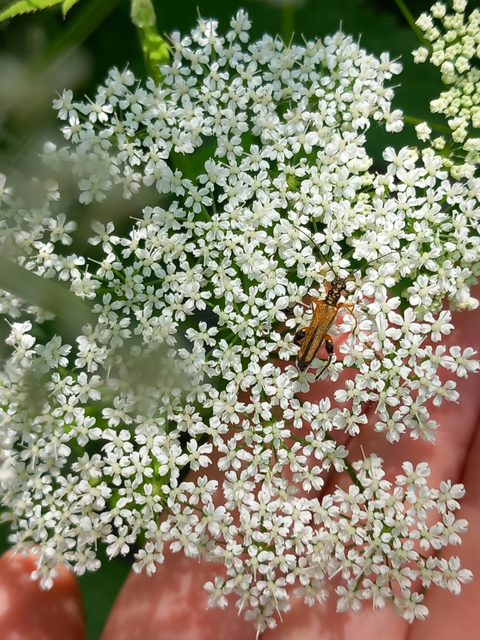 Oedemera podagrariae - székfű-álcincér