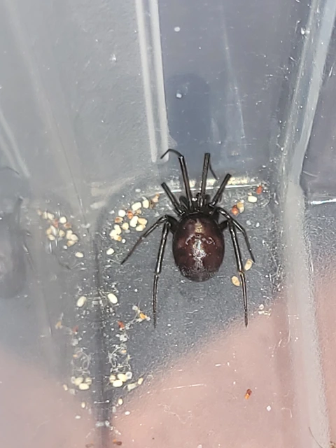 Steatoda grossa - nagy faggyúpók