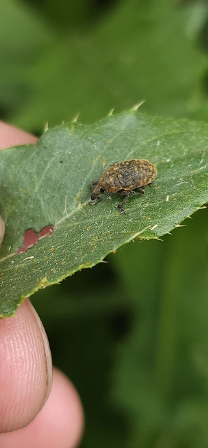 Larinus turbinatus - kúposorrú púderbarkó