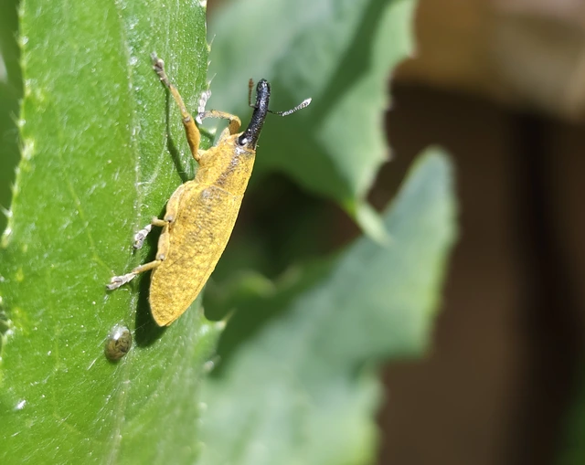 Lixus pulverulentus - mályvafúró dudvabarkó