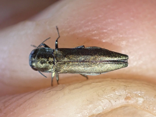 Agrilus