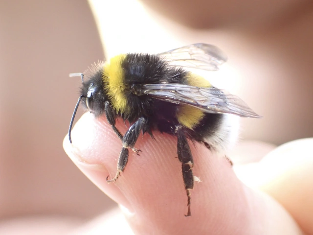 Bombus - poszméhek