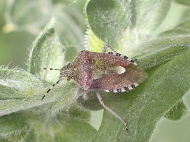 Dolycoris baccarum - közönséges bogyómászó-poloska Dolycoris baccarum - közönséges bogyómászó-poloska