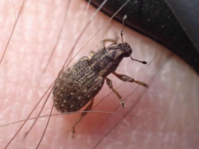 Sitona hispidulus - szőrös csipkézőbogár