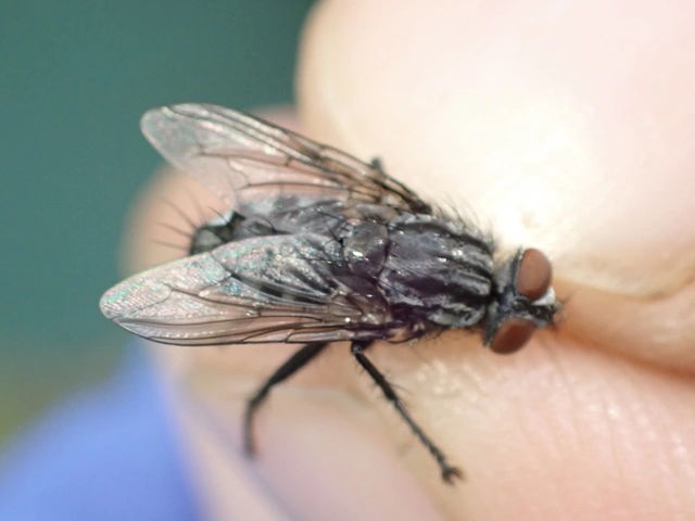 Sarcophagidae - húslégyfélék