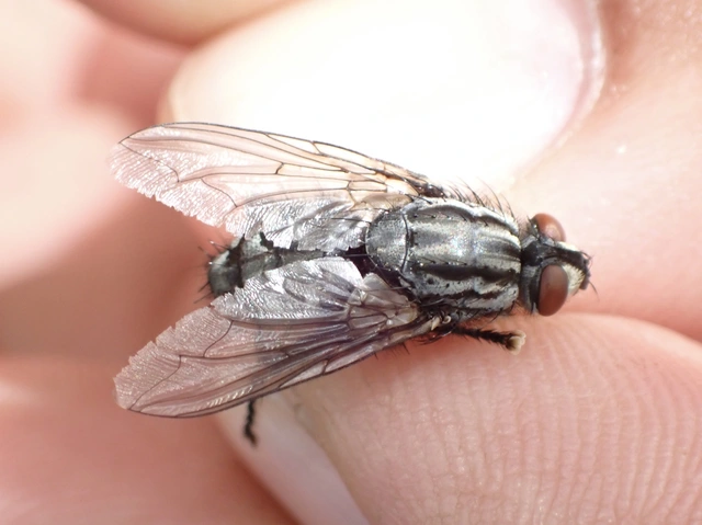 Sarcophagidae - húslégyfélék