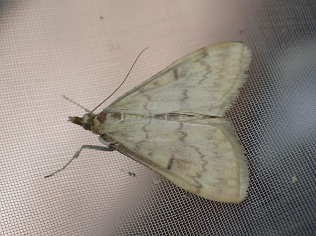 Ostrinia nubilalis - kukoricamoly