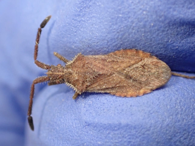 Coriomeris