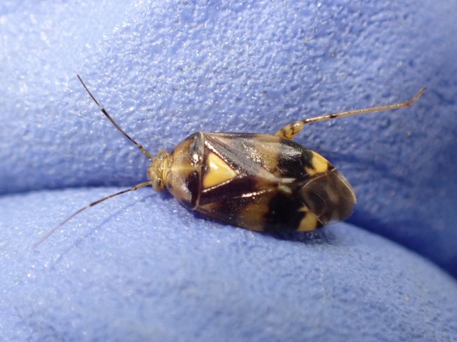Liocoris tripustulatus - hárompettyes mezeipoloska