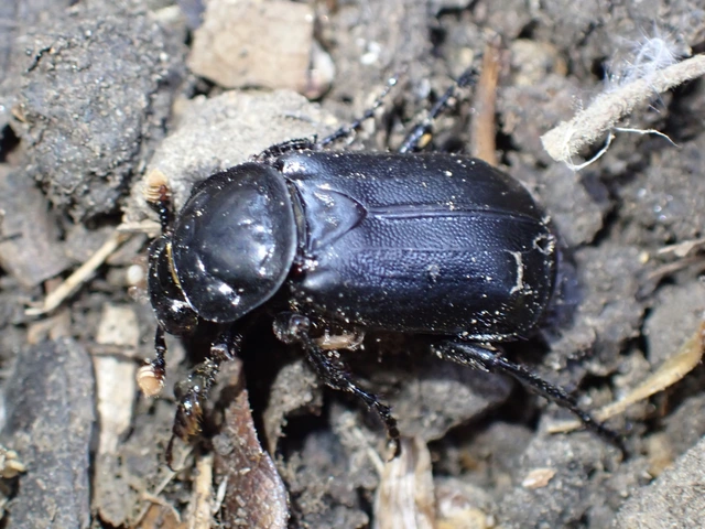 Nicrophorus humator - fekete temetőbogár