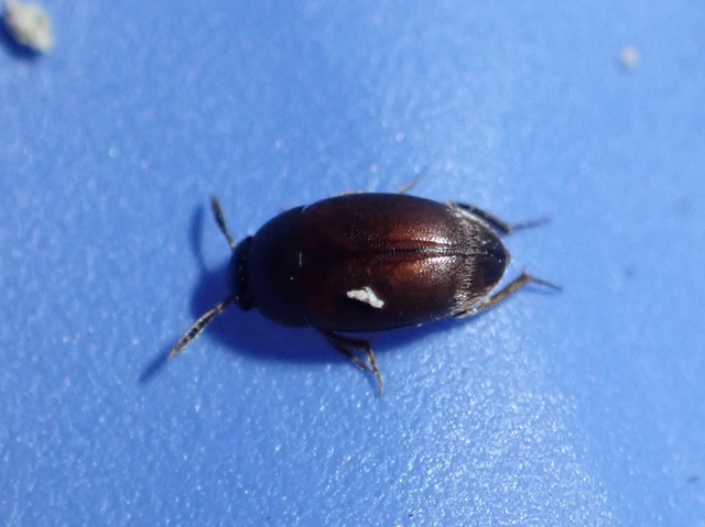 Leiodidae - pecebogárfélék Leiodidae - pecebogárfélék