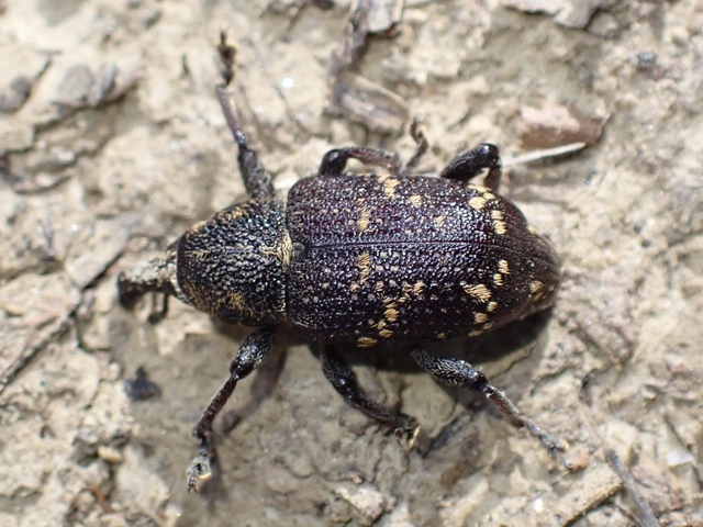 Hylobius abietis - nagy fenyvesormányos