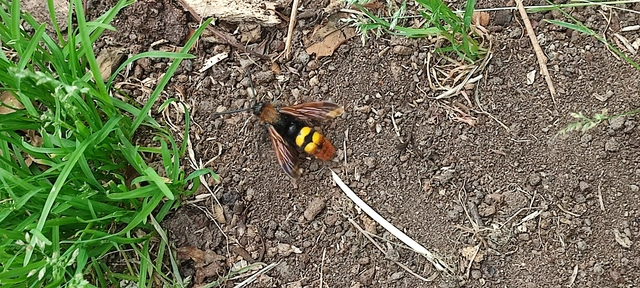 Megascolia maculata - óriás-tőrösdarázs