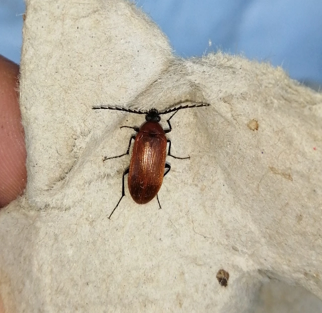 Pseudocistela ceramboides - narancssárga alkonybogár