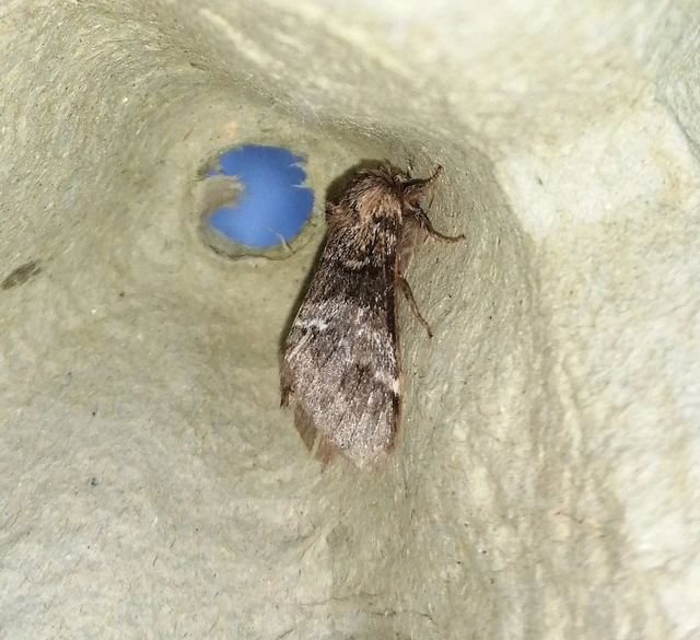 Drymonia dodonea - bélyeges púposszövő