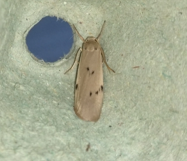 Pelosia muscerda - hamvas zuzmószövő